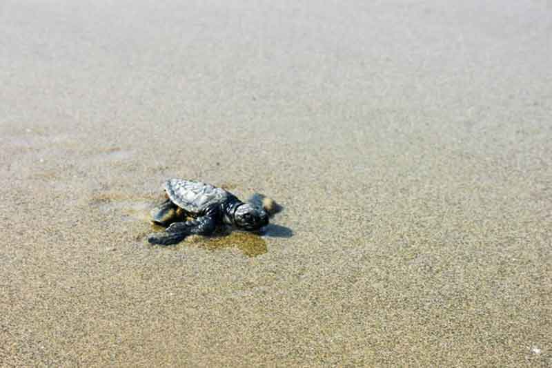 turtle walking in sand at Kalipur beach diglipur