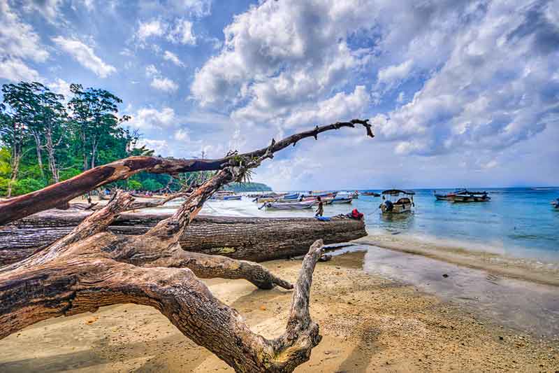 Elephant beach driftwood havelock