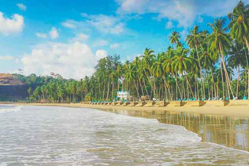 coconut trees at carbyn's cove beach
