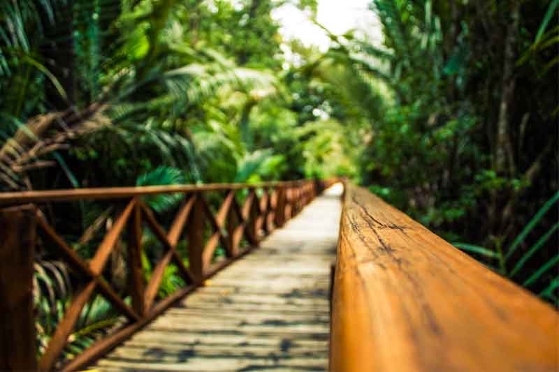 Dhaninallah mangrove walkway close up